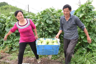 農(nóng)副產(chǎn)品合作社 打通產(chǎn)銷鏈條，繪就鄉(xiāng)村共富新畫卷